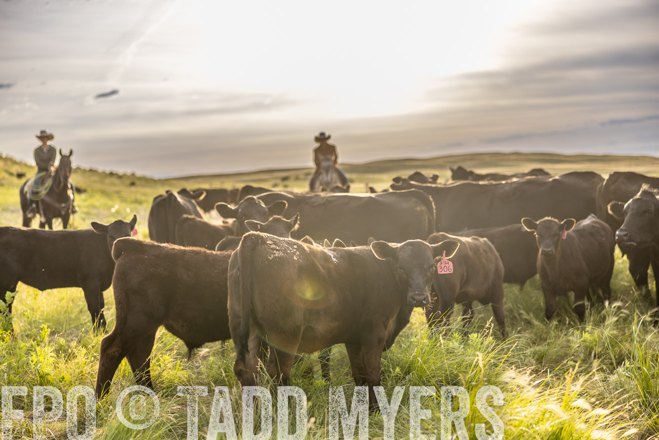 TMyers_PP_VintonRanch_Nebraska_June2024-518390
