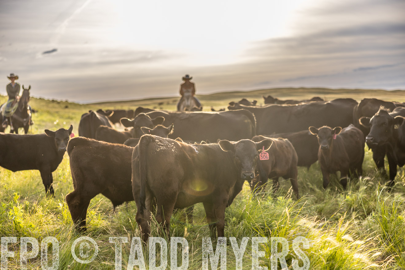 TMyers_PP_VintonRanch_Nebraska_June2024-518391