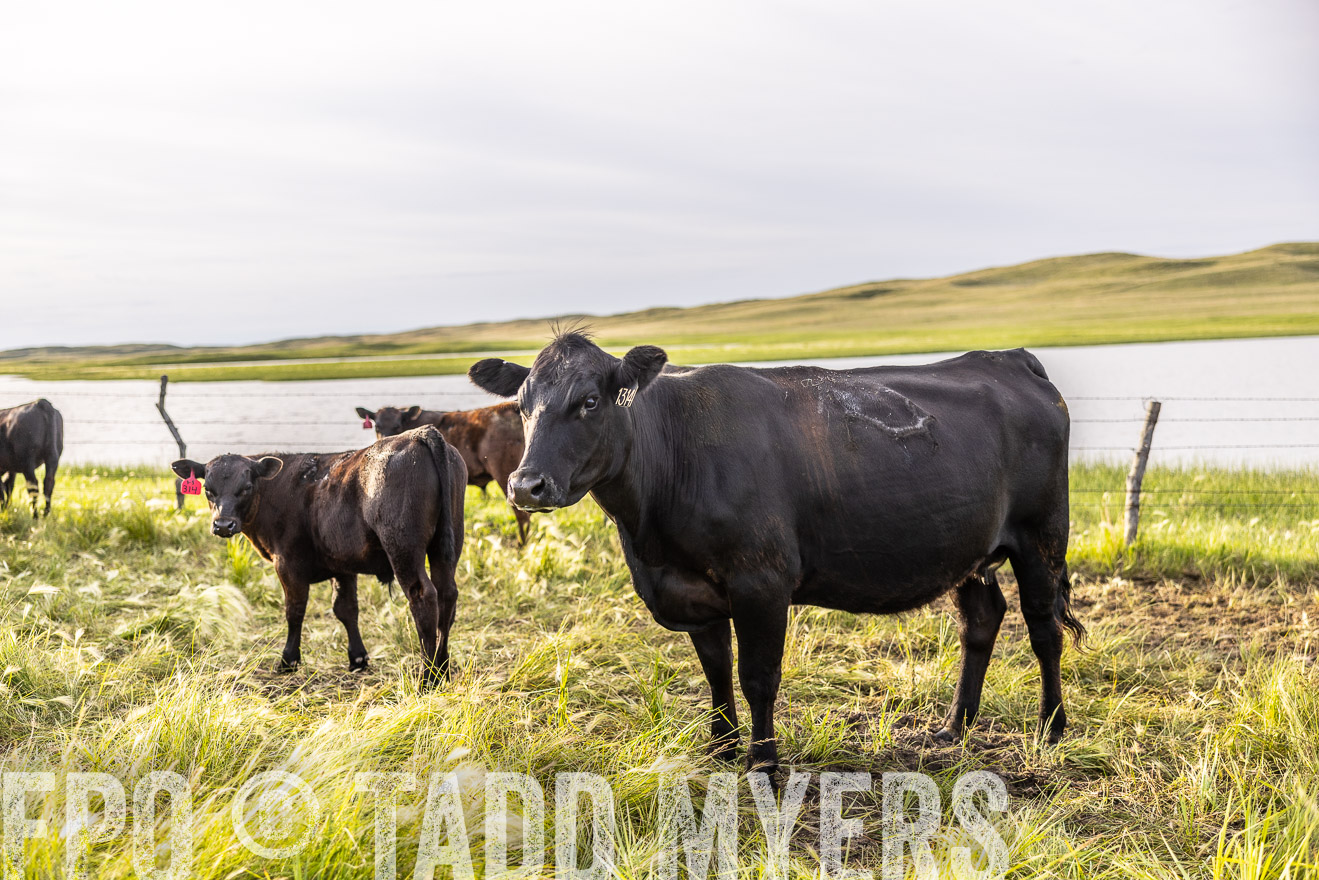 TMyers_PP_VintonRanch_Nebraska_June2024-518399