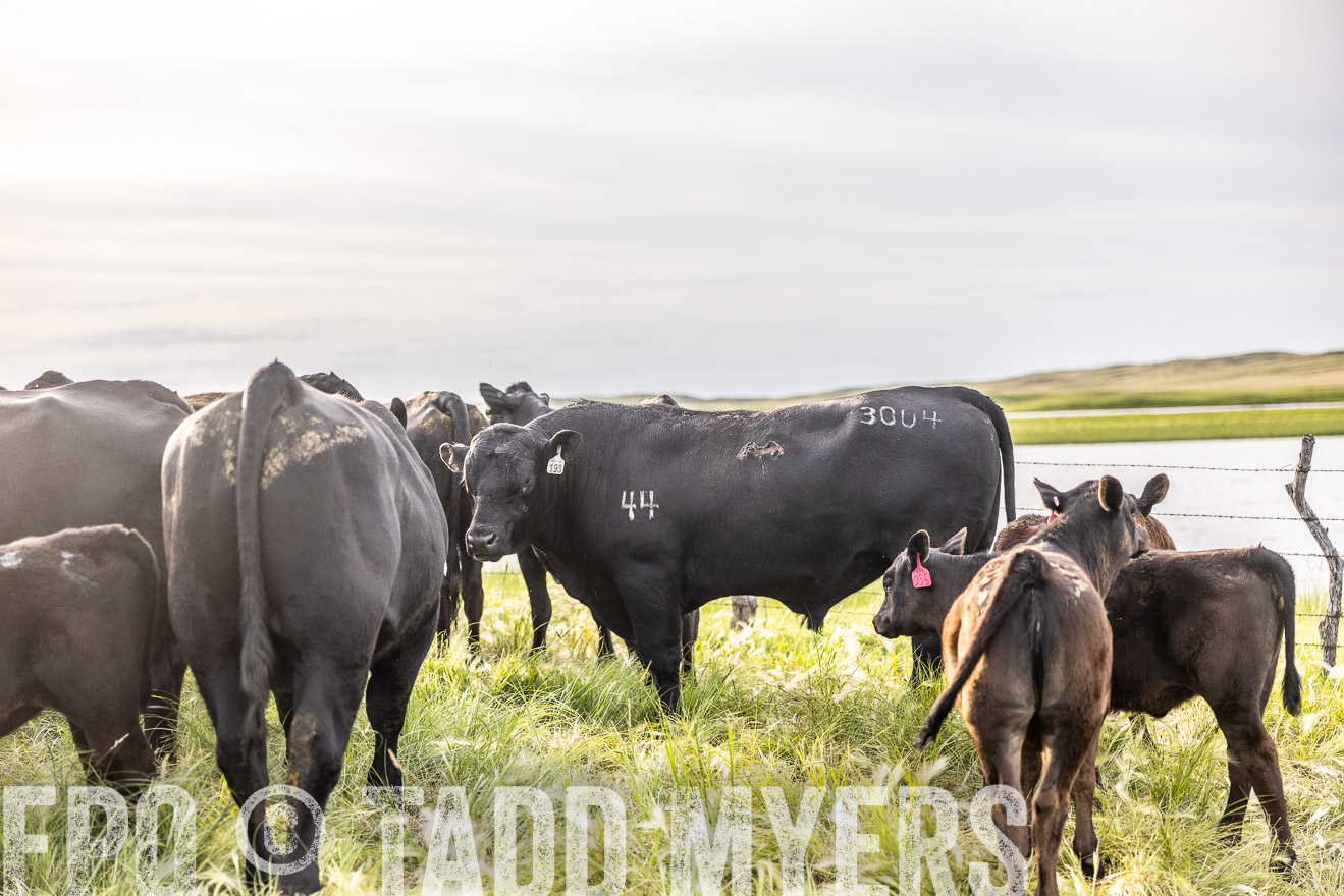 TMyers_PP_VintonRanch_Nebraska_June2024-518405