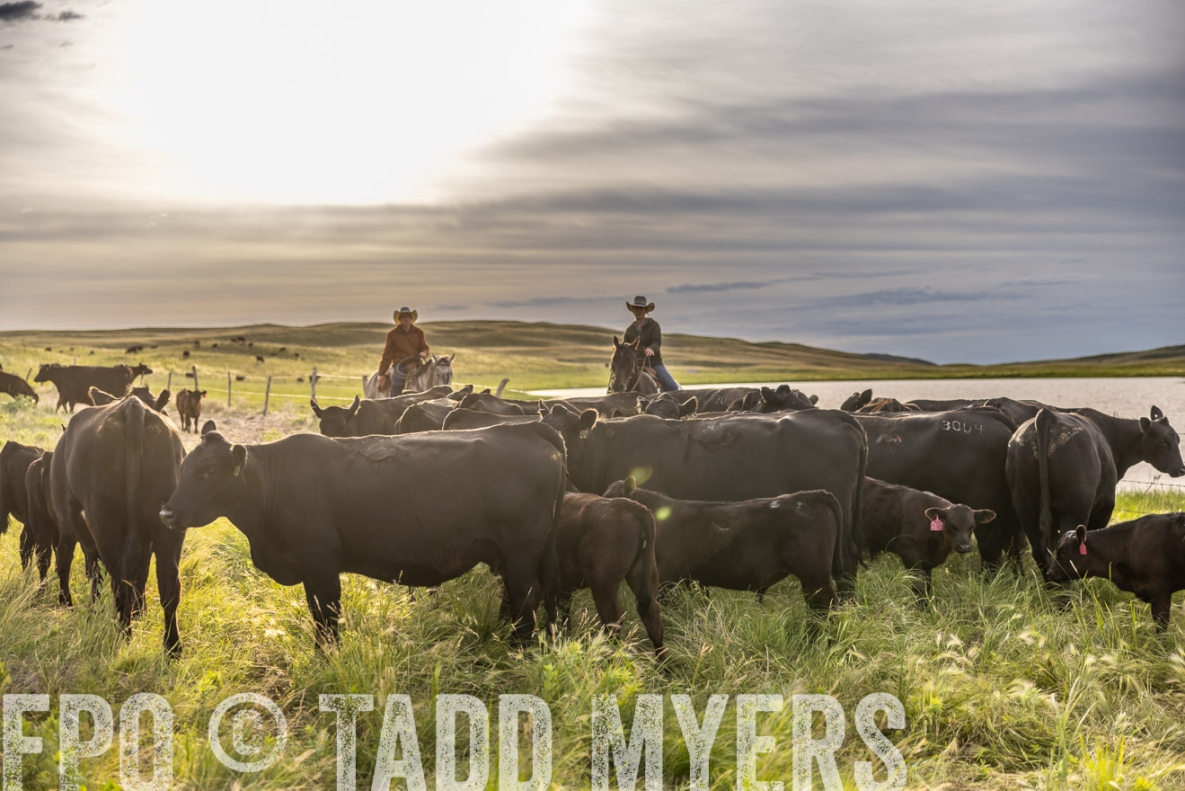 TMyers_PP_VintonRanch_Nebraska_June2024-518415