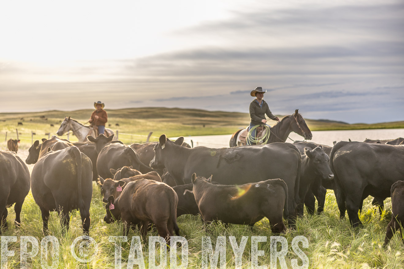 TMyers_PP_VintonRanch_Nebraska_June2024-518417