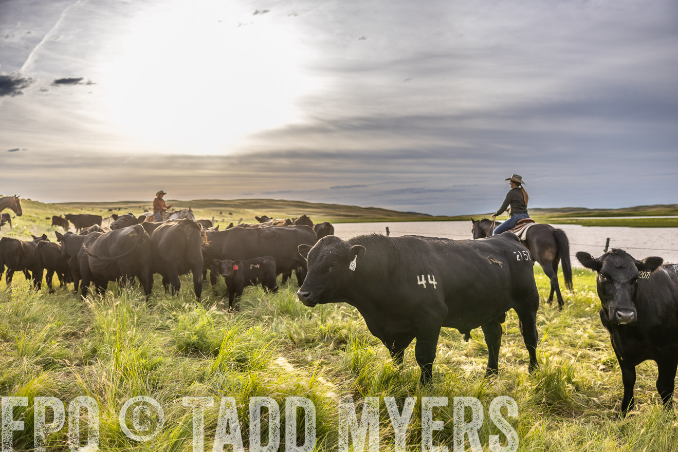 TMyers_PP_VintonRanch_Nebraska_June2024-518447