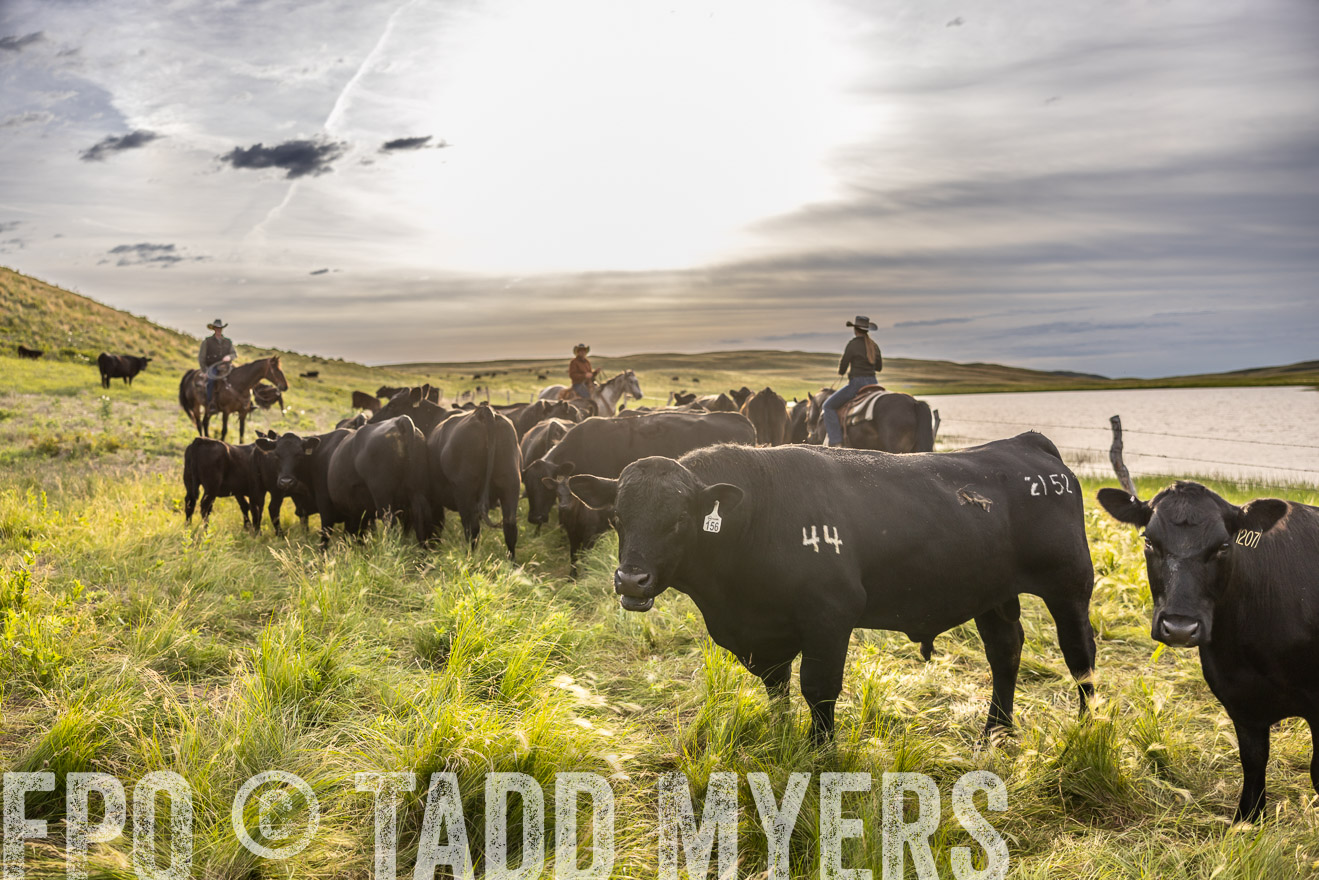 TMyers_PP_VintonRanch_Nebraska_June2024-518454