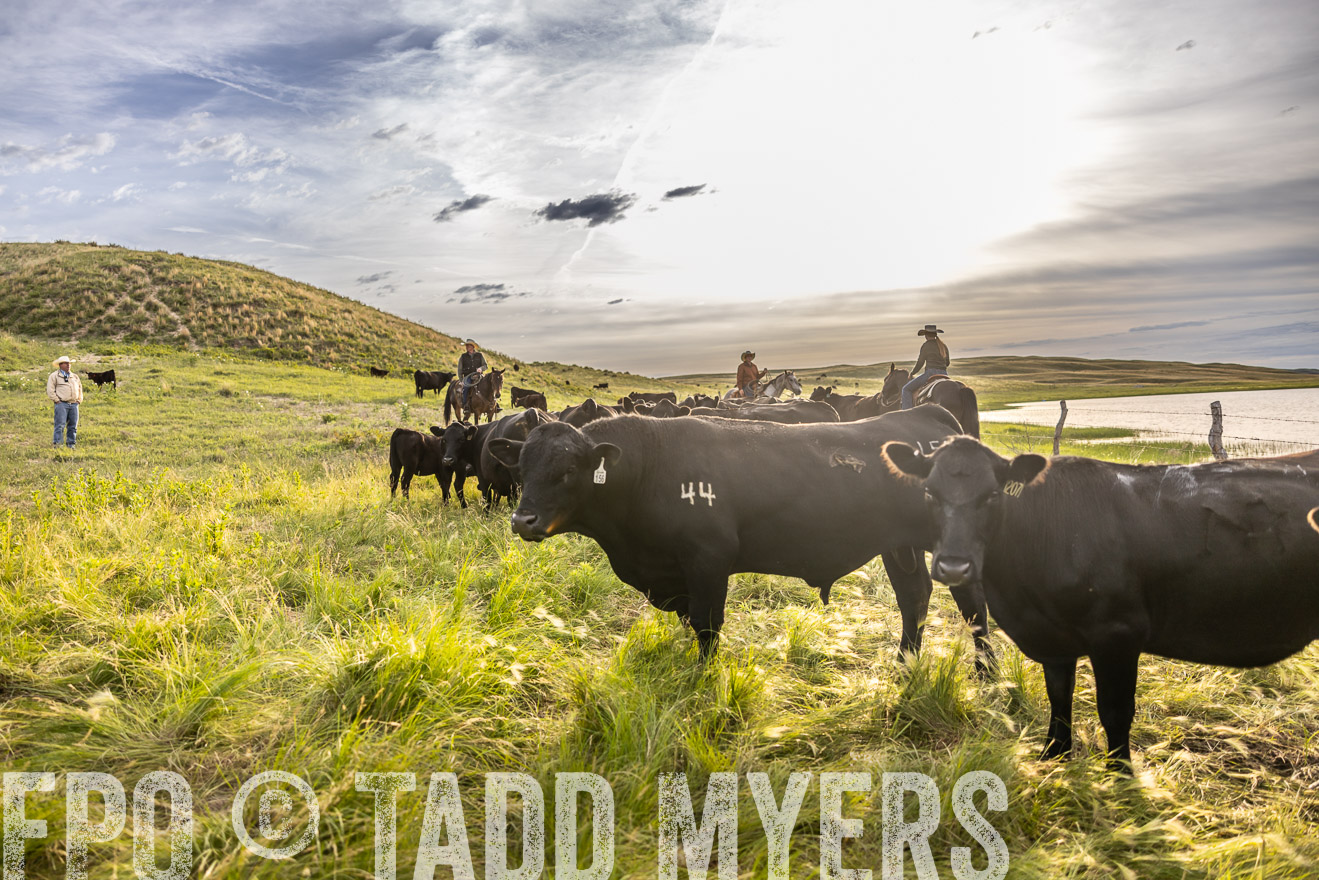 TMyers_PP_VintonRanch_Nebraska_June2024-518455