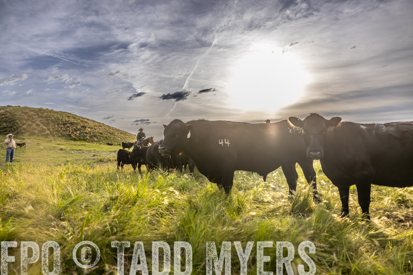 TMyers_PP_VintonRanch_Nebraska_June2024-518458