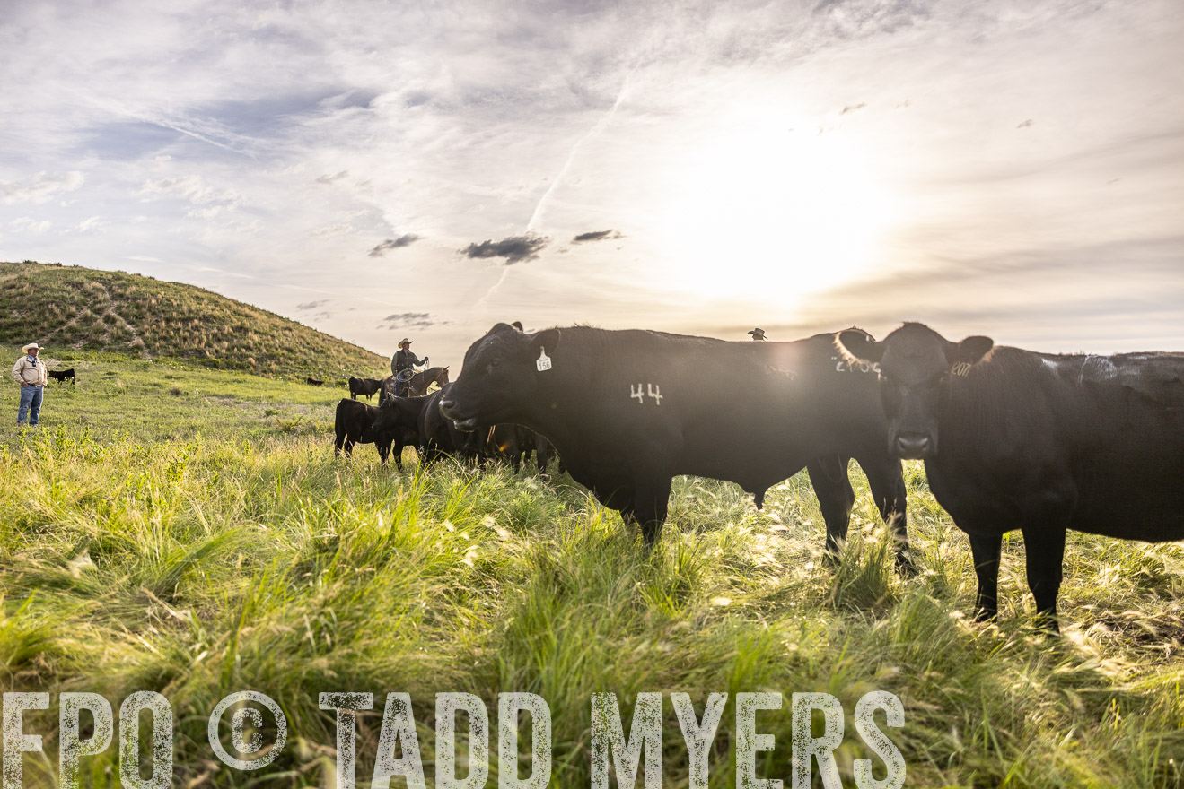 TMyers_PP_VintonRanch_Nebraska_June2024-518461