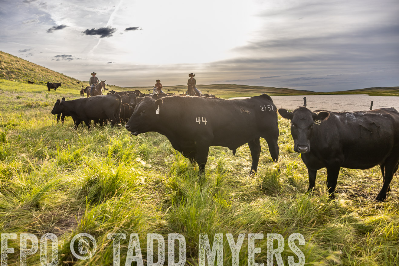 TMyers_PP_VintonRanch_Nebraska_June2024-518463