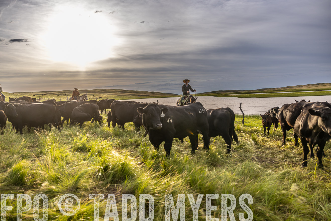 TMyers_PP_VintonRanch_Nebraska_June2024-518465