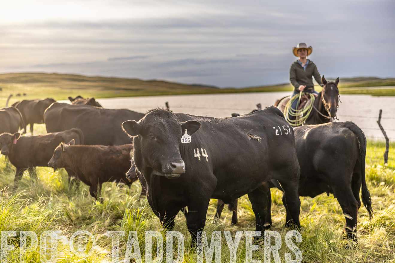TMyers_PP_VintonRanch_Nebraska_June2024-518466