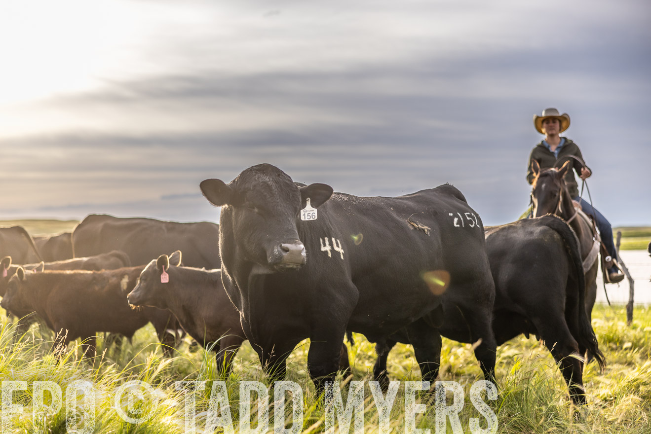TMyers_PP_VintonRanch_Nebraska_June2024-518469