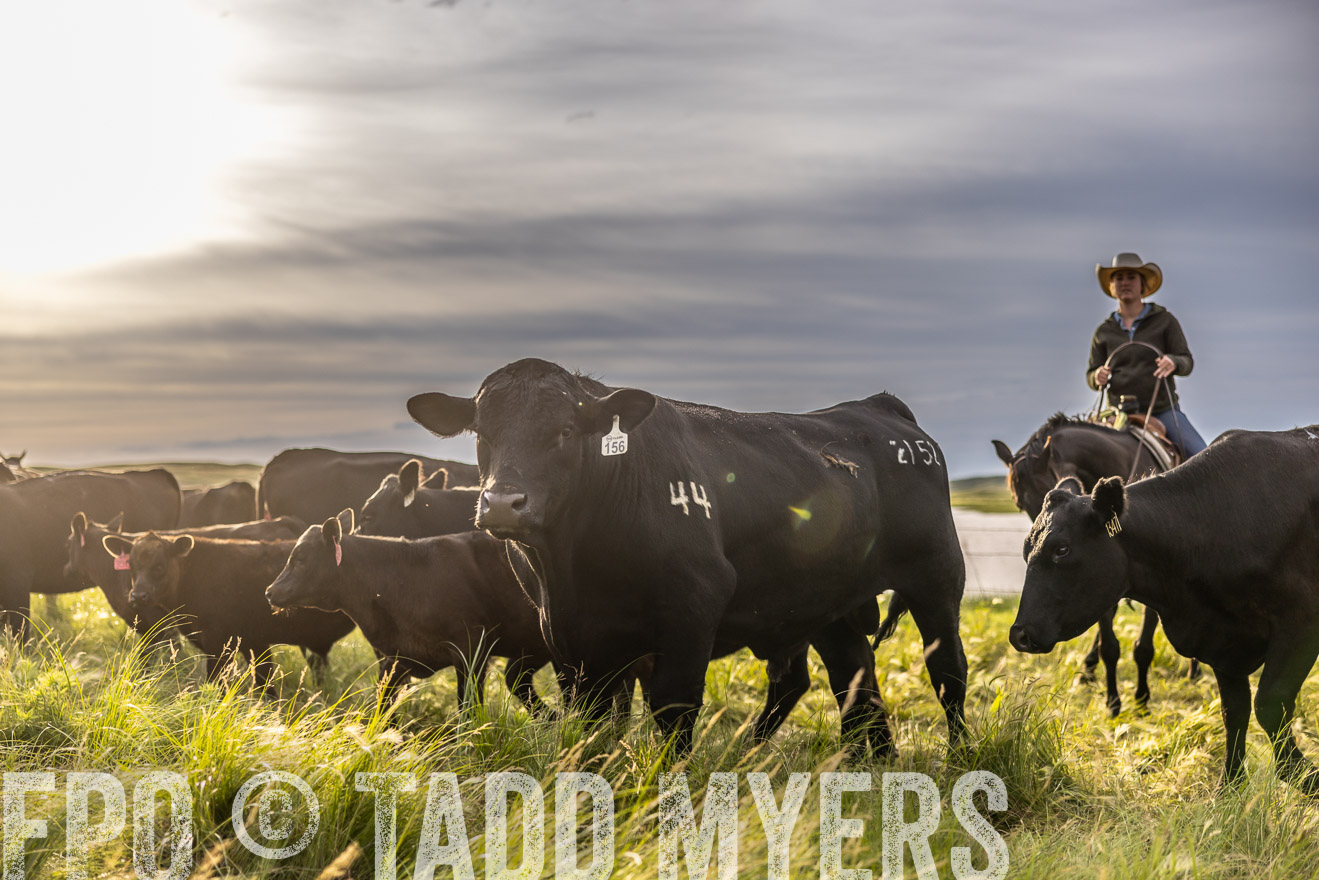 TMyers_PP_VintonRanch_Nebraska_June2024-518474