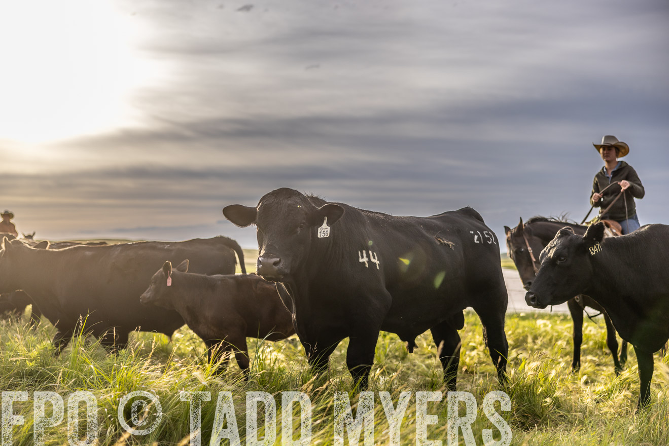 TMyers_PP_VintonRanch_Nebraska_June2024-518479
