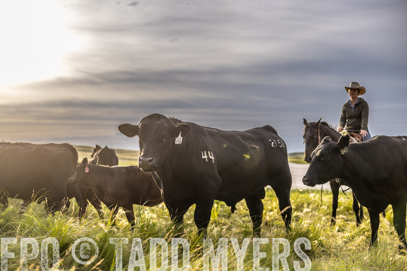 TMyers_PP_VintonRanch_Nebraska_June2024-518481