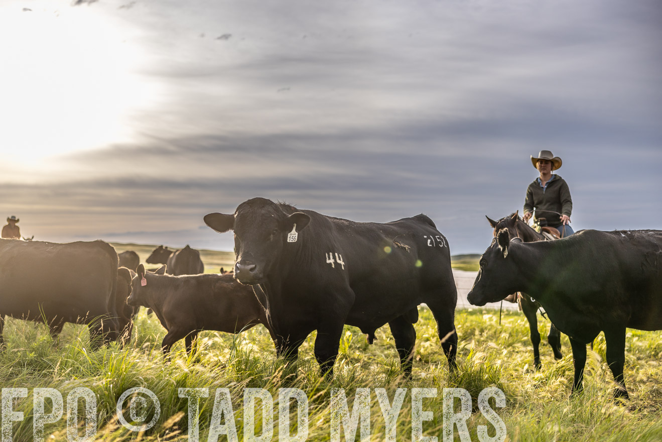 TMyers_PP_VintonRanch_Nebraska_June2024-518484