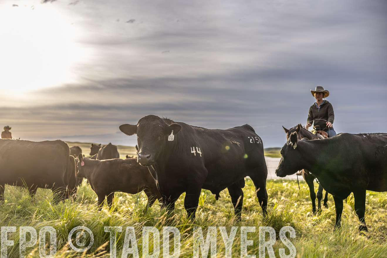 TMyers_PP_VintonRanch_Nebraska_June2024-518486