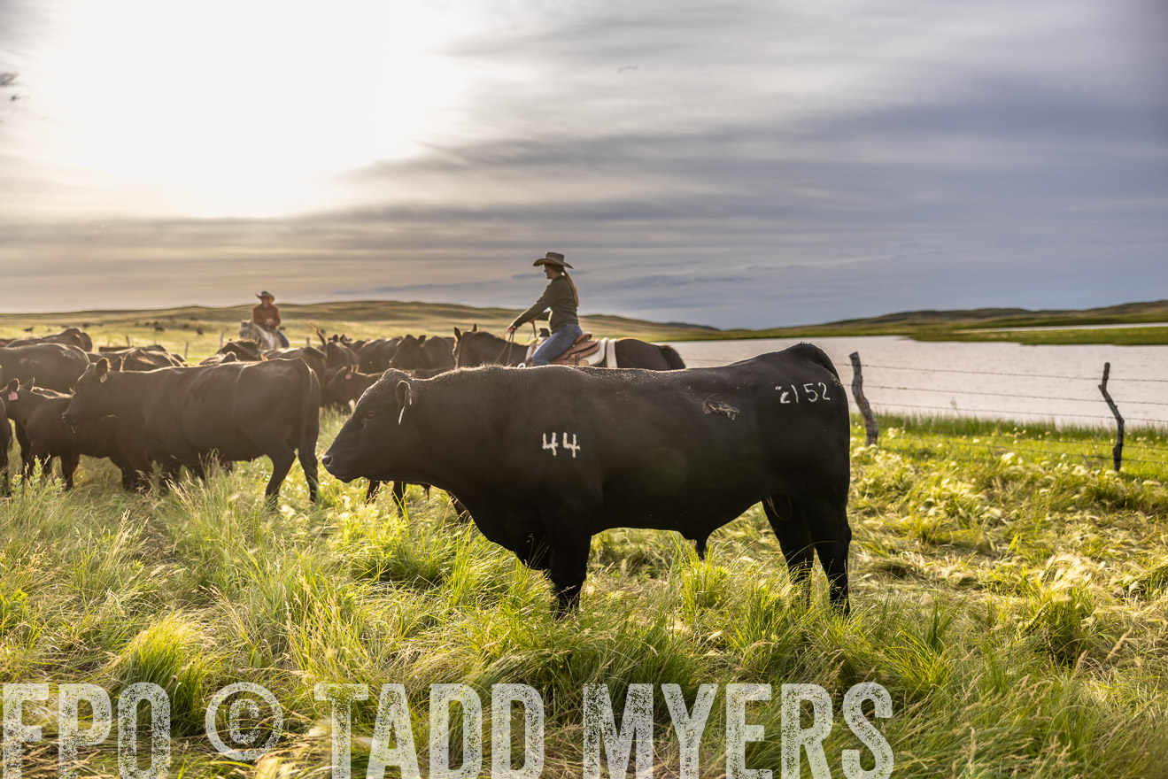 TMyers_PP_VintonRanch_Nebraska_June2024-518500