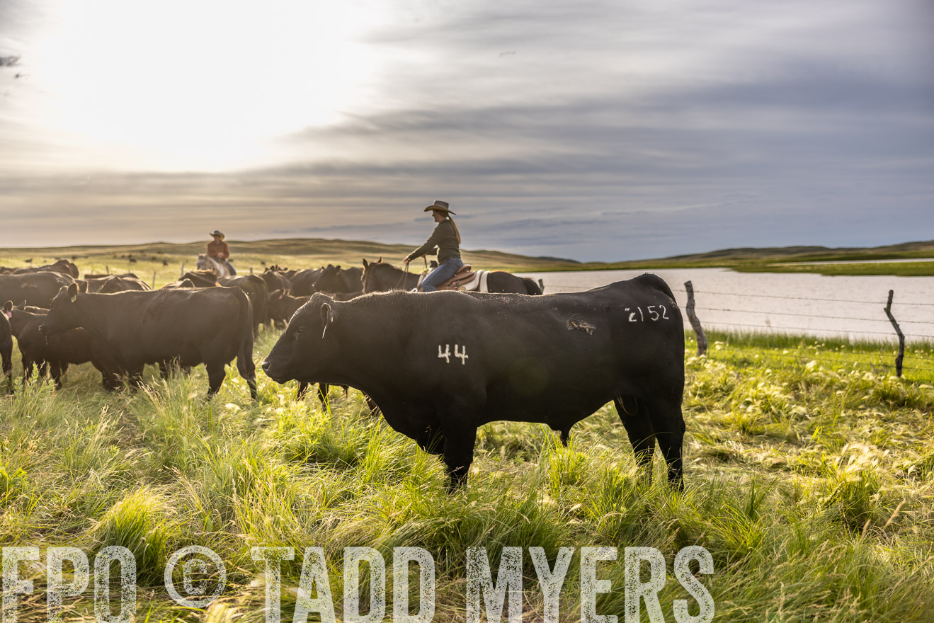 TMyers_PP_VintonRanch_Nebraska_June2024-518501