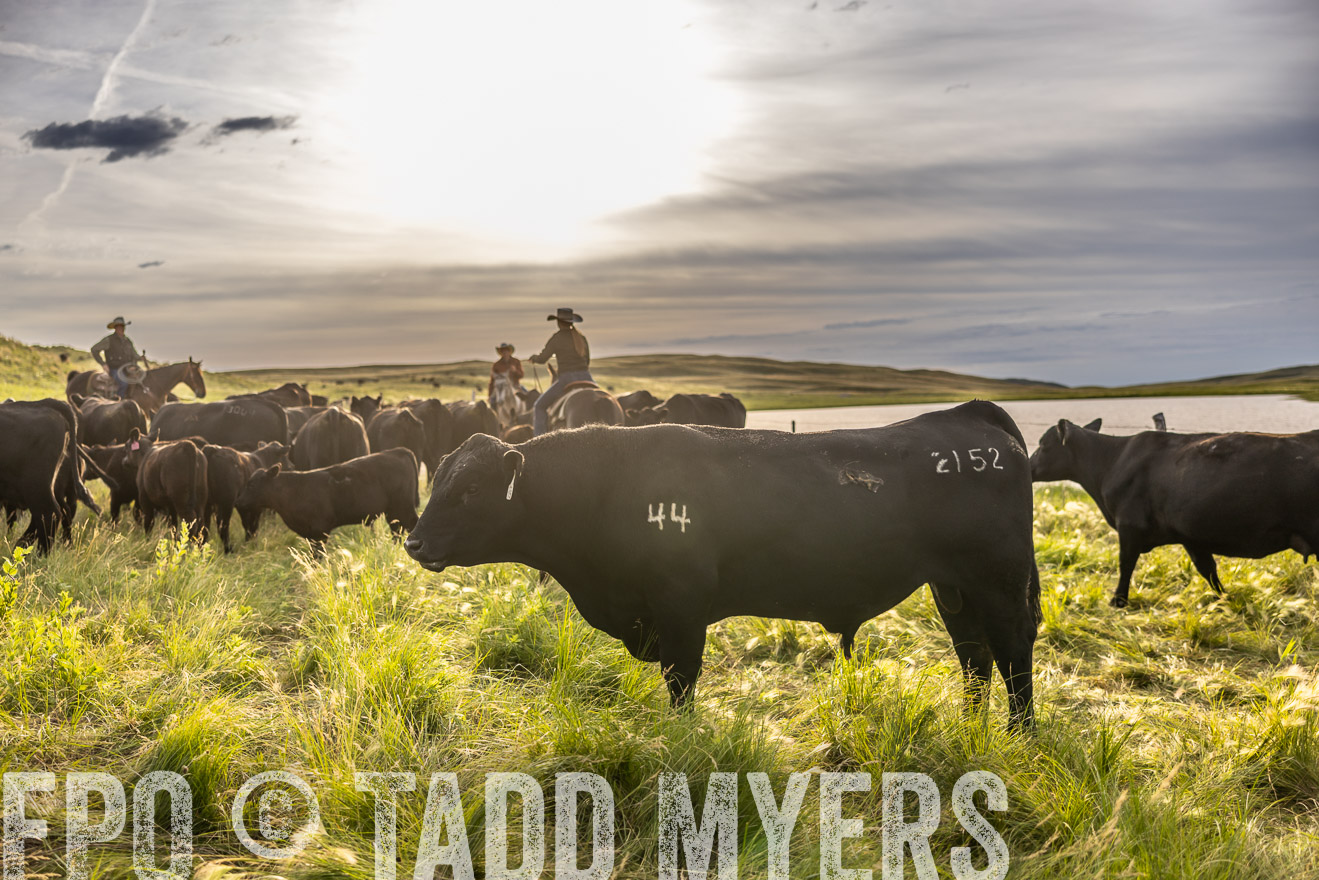 TMyers_PP_VintonRanch_Nebraska_June2024-518505
