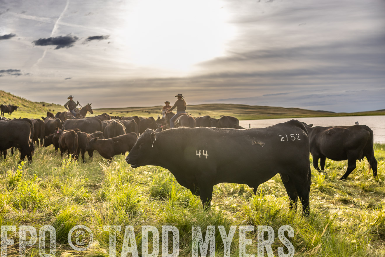 TMyers_PP_VintonRanch_Nebraska_June2024-518507