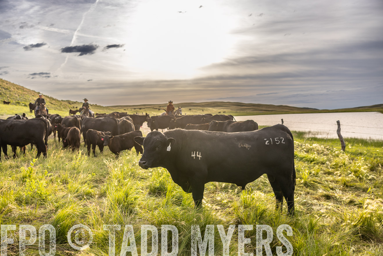 TMyers_PP_VintonRanch_Nebraska_June2024-518520