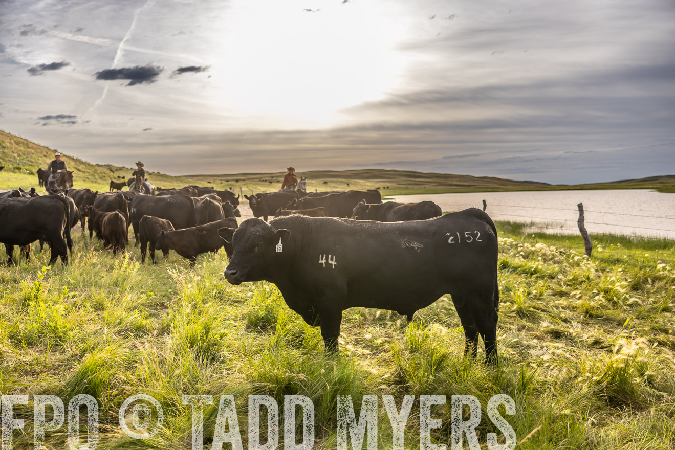 TMyers_PP_VintonRanch_Nebraska_June2024-518524