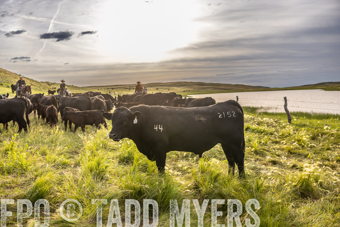 TMyers_PP_VintonRanch_Nebraska_June2024-518528