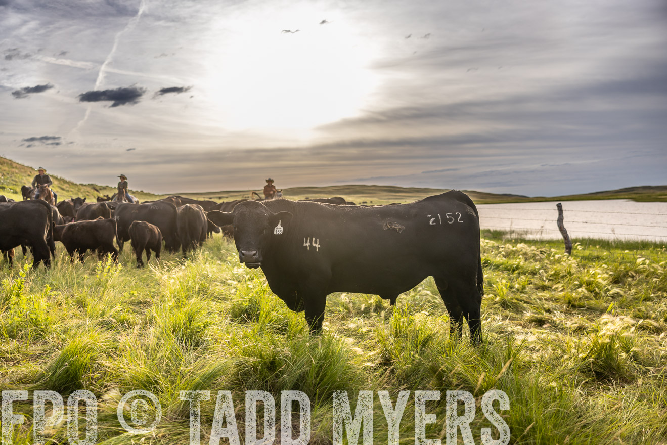 TMyers_PP_VintonRanch_Nebraska_June2024-518532