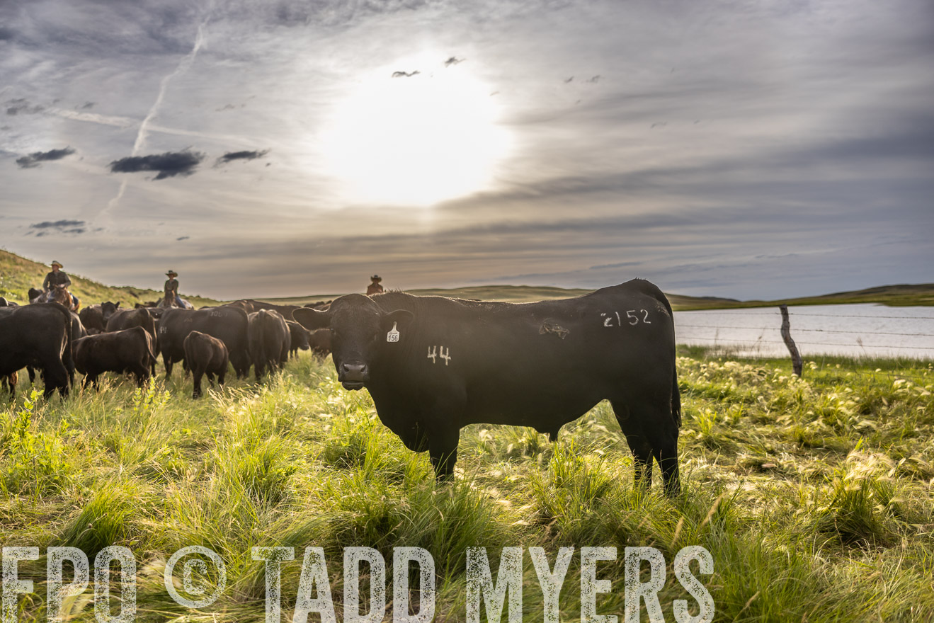 TMyers_PP_VintonRanch_Nebraska_June2024-518533