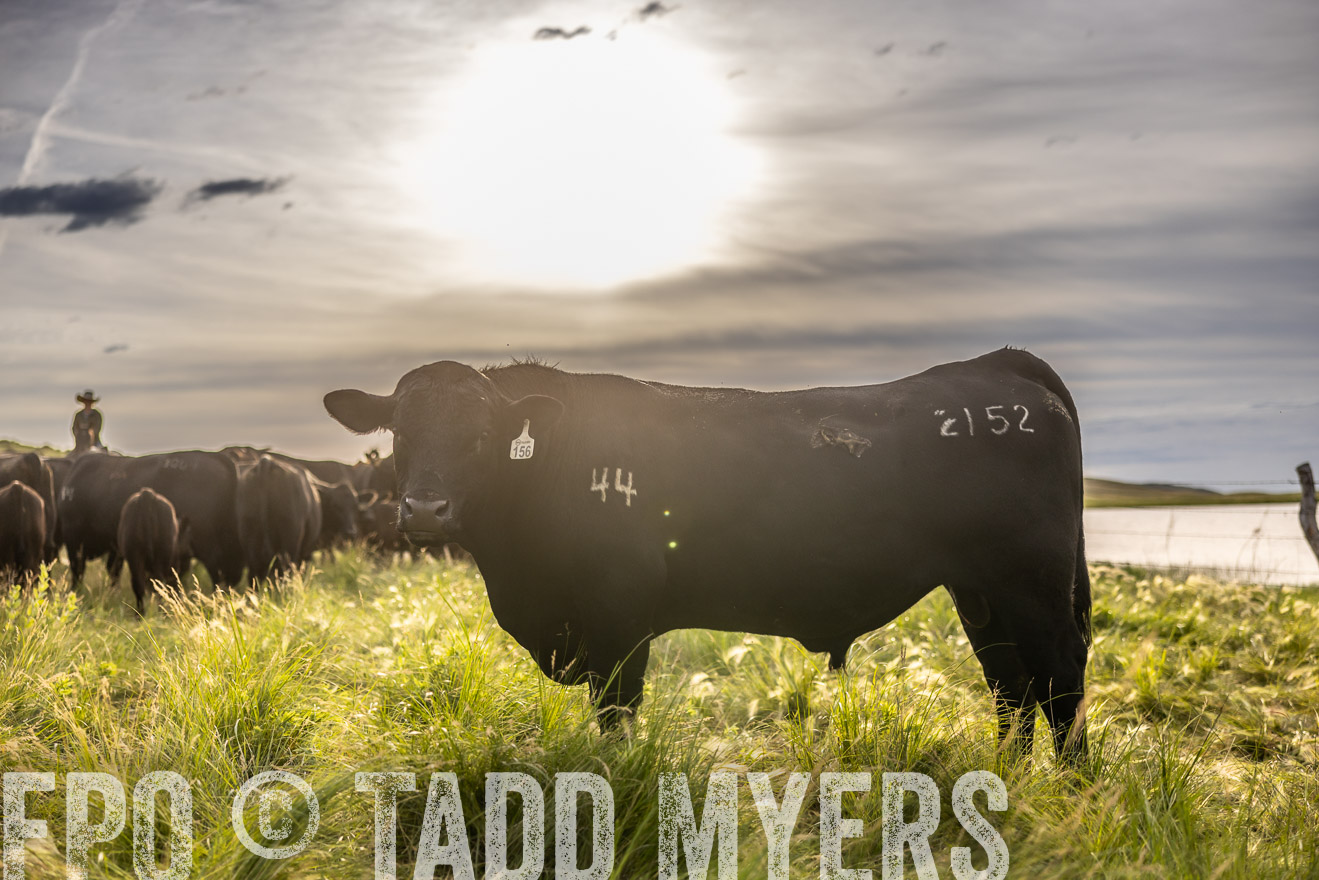 TMyers_PP_VintonRanch_Nebraska_June2024-518536