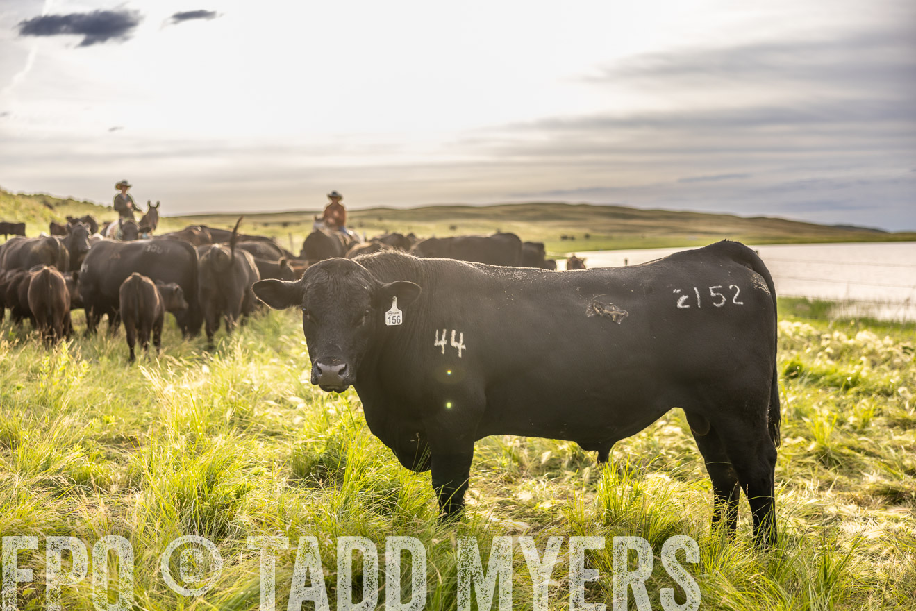 TMyers_PP_VintonRanch_Nebraska_June2024-518539
