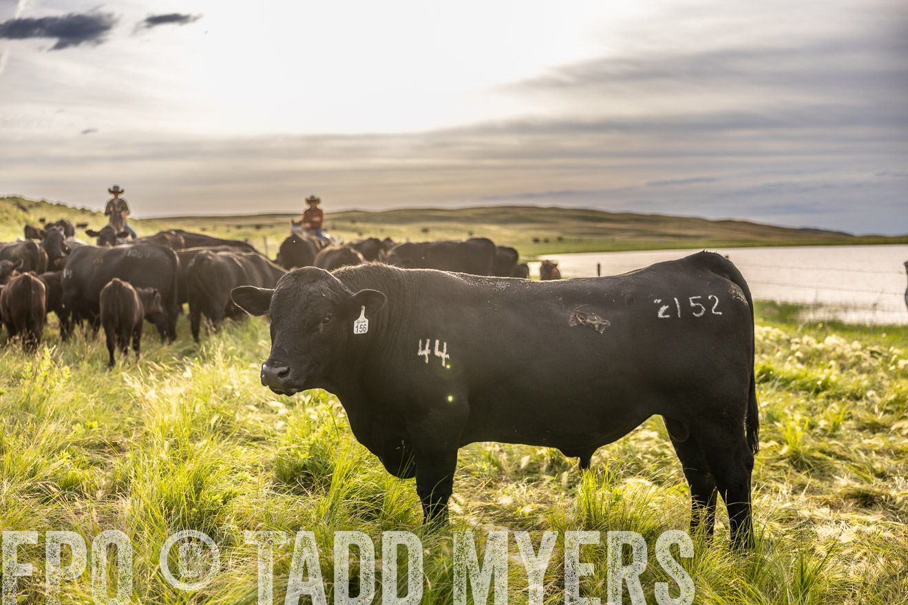 TMyers_PP_VintonRanch_Nebraska_June2024-518541