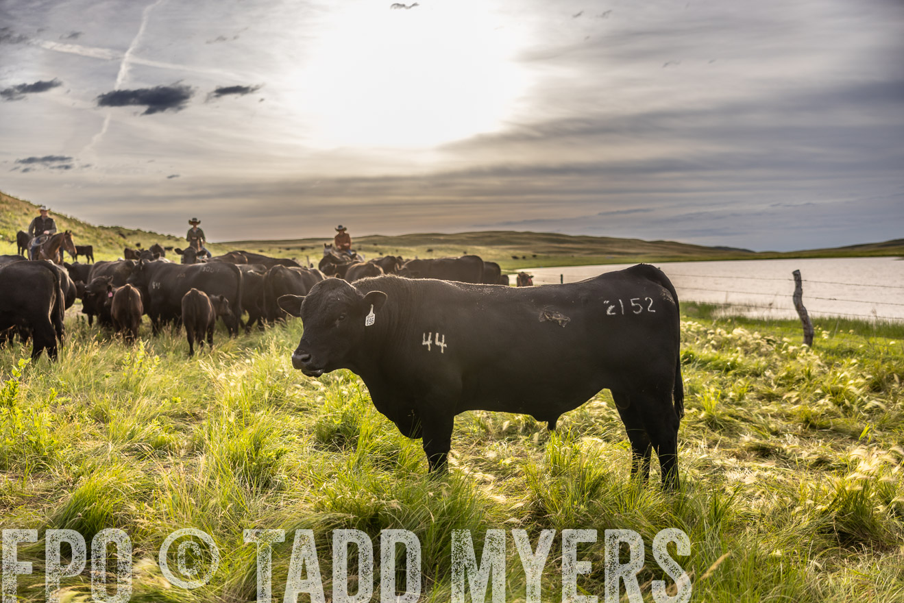 TMyers_PP_VintonRanch_Nebraska_June2024-518546
