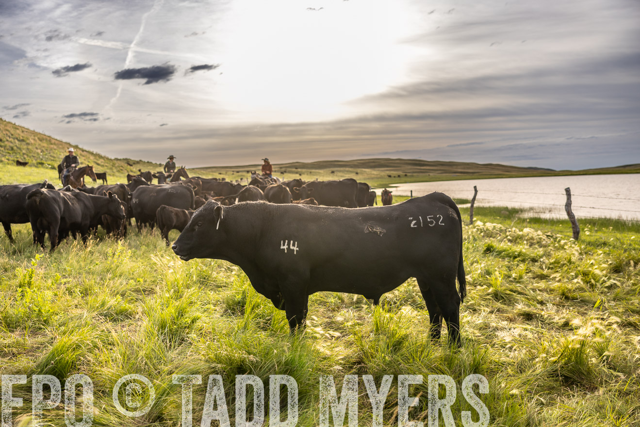 TMyers_PP_VintonRanch_Nebraska_June2024-518547
