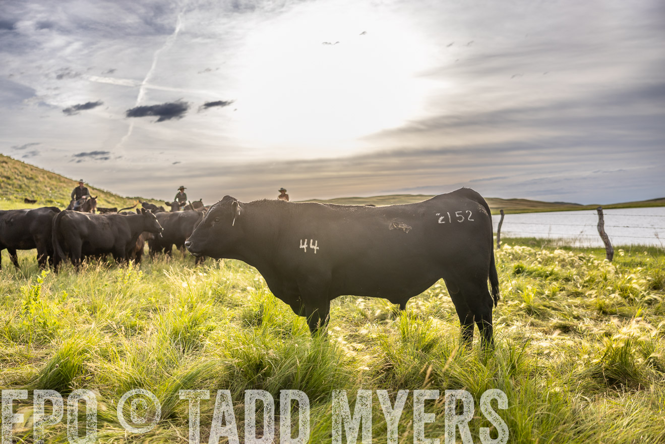 TMyers_PP_VintonRanch_Nebraska_June2024-518551