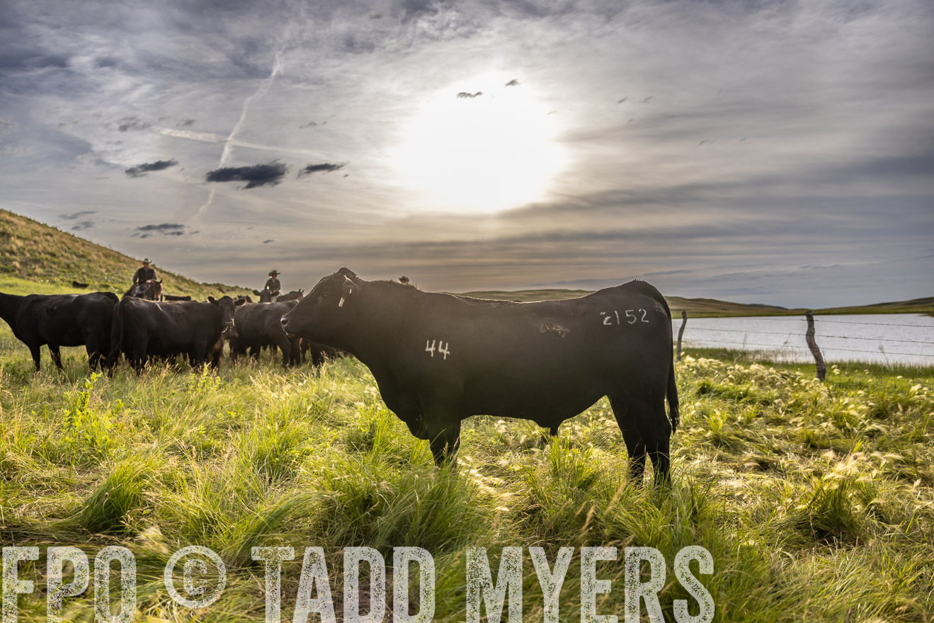 TMyers_PP_VintonRanch_Nebraska_June2024-518553