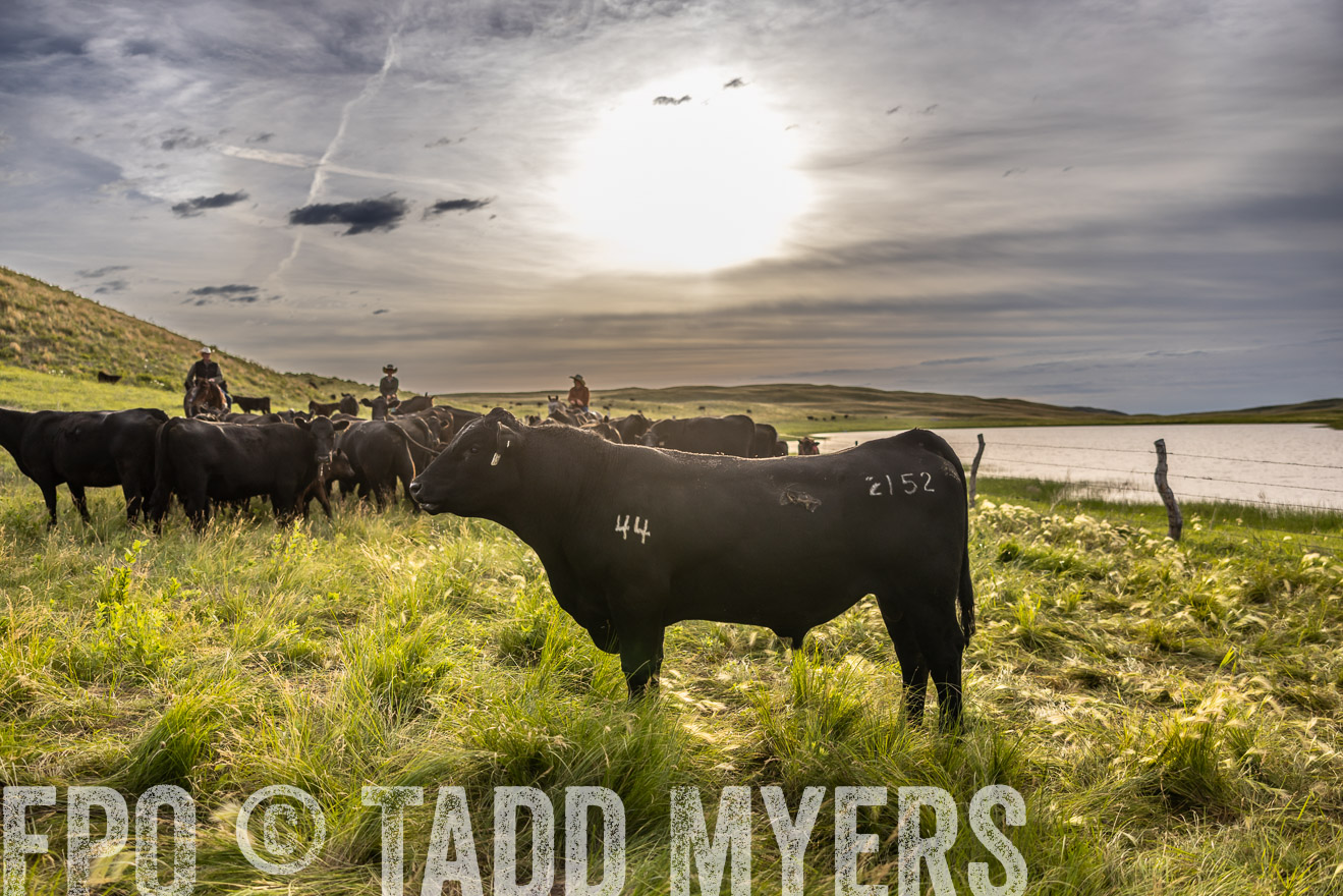 TMyers_PP_VintonRanch_Nebraska_June2024-518557