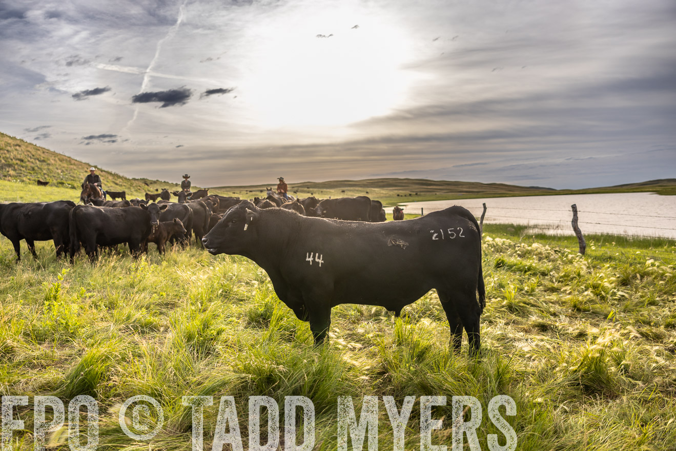 TMyers_PP_VintonRanch_Nebraska_June2024-518559