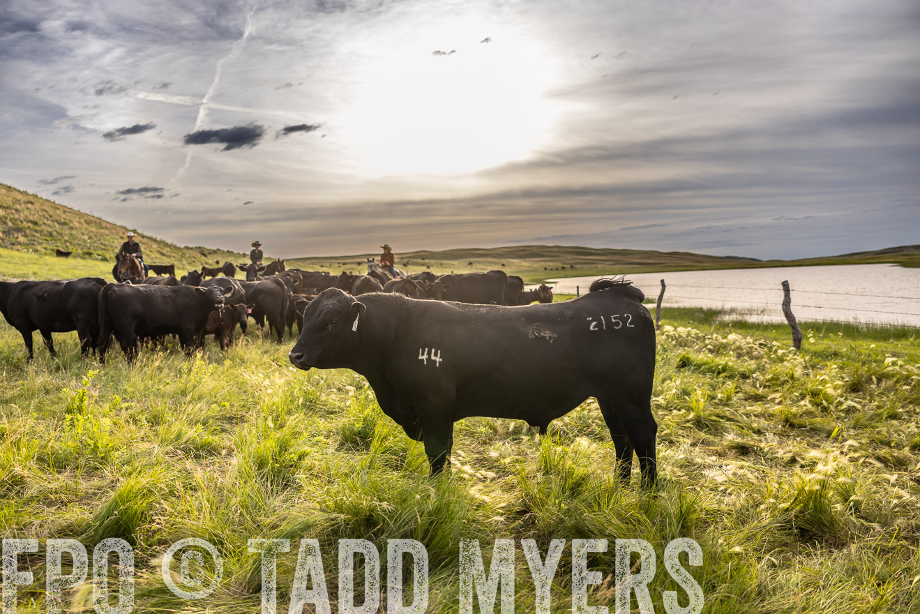 TMyers_PP_VintonRanch_Nebraska_June2024-518565