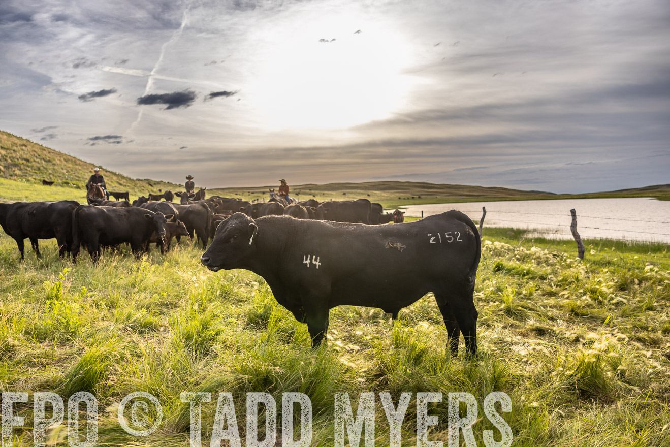 TMyers_PP_VintonRanch_Nebraska_June2024-518569