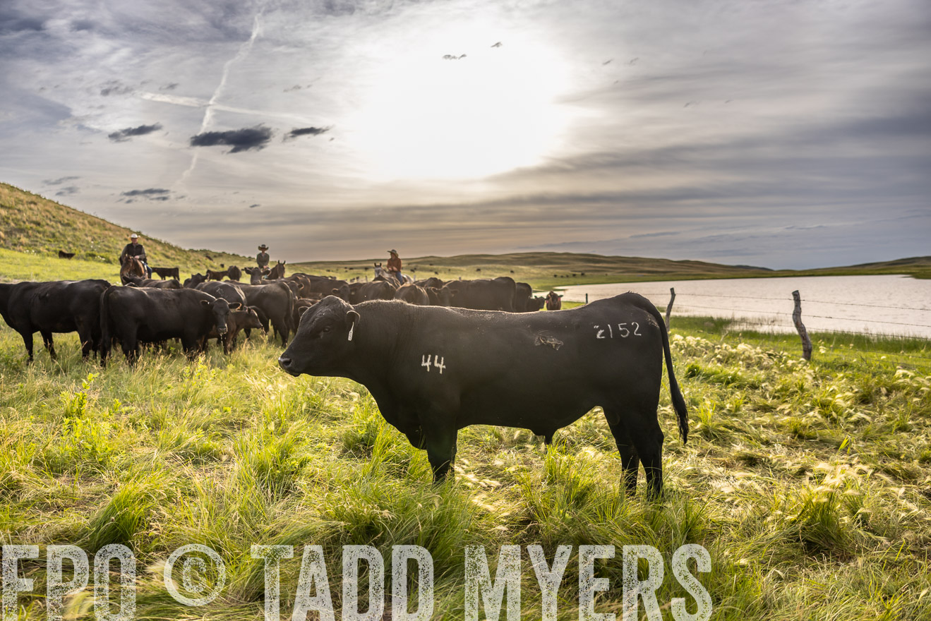 TMyers_PP_VintonRanch_Nebraska_June2024-518570