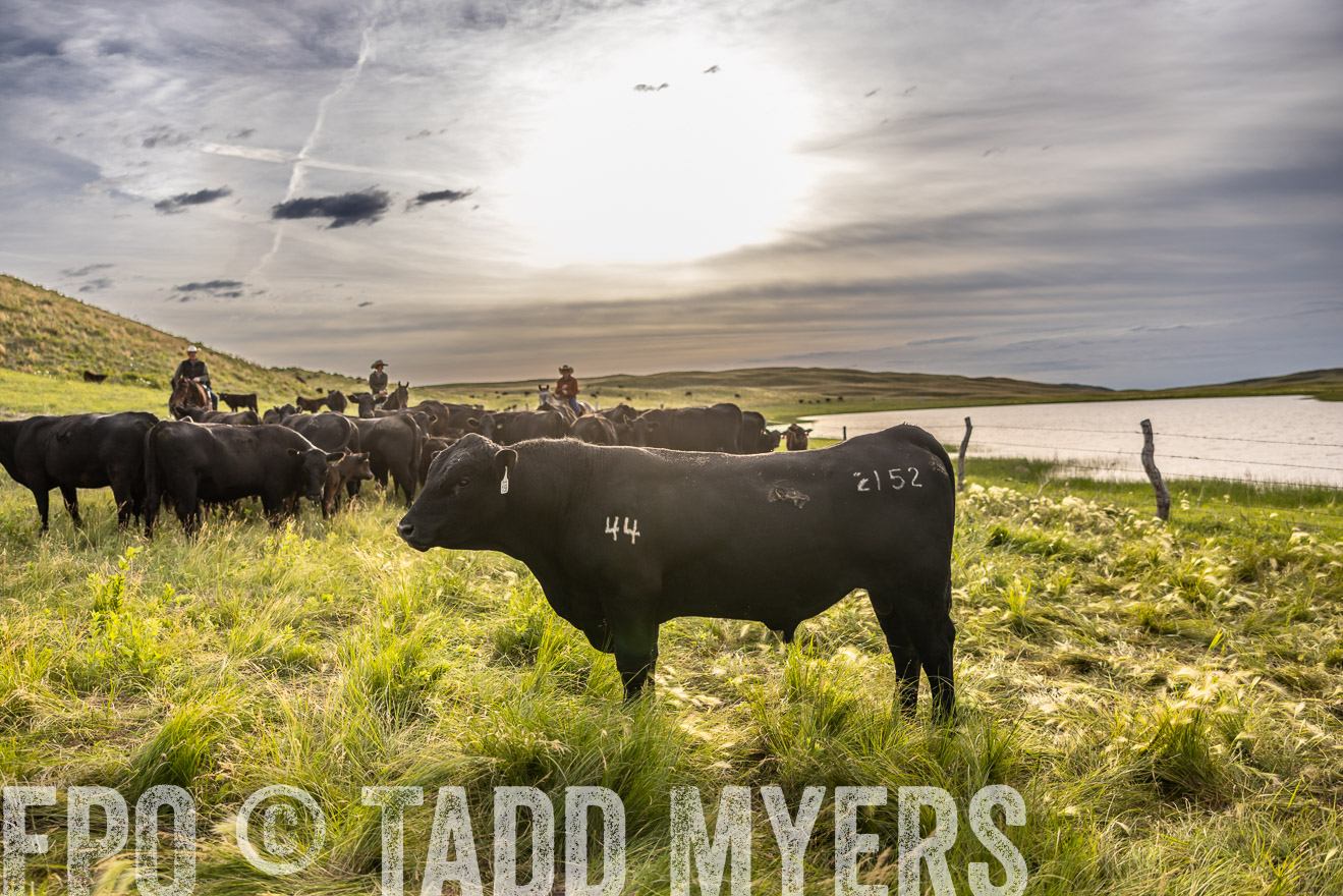 TMyers_PP_VintonRanch_Nebraska_June2024-518572