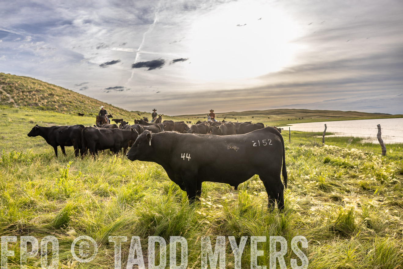 TMyers_PP_VintonRanch_Nebraska_June2024-518573