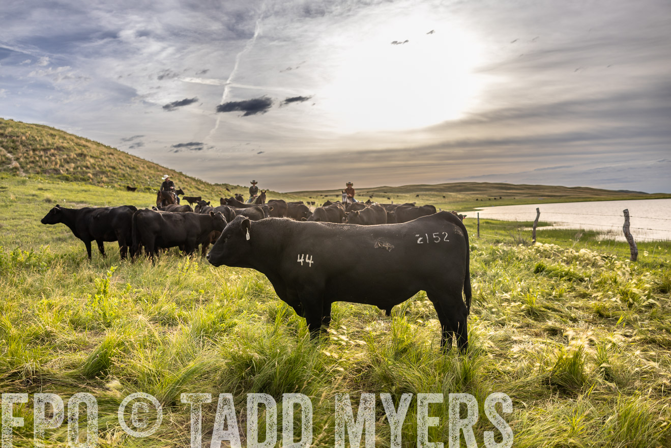 TMyers_PP_VintonRanch_Nebraska_June2024-518575