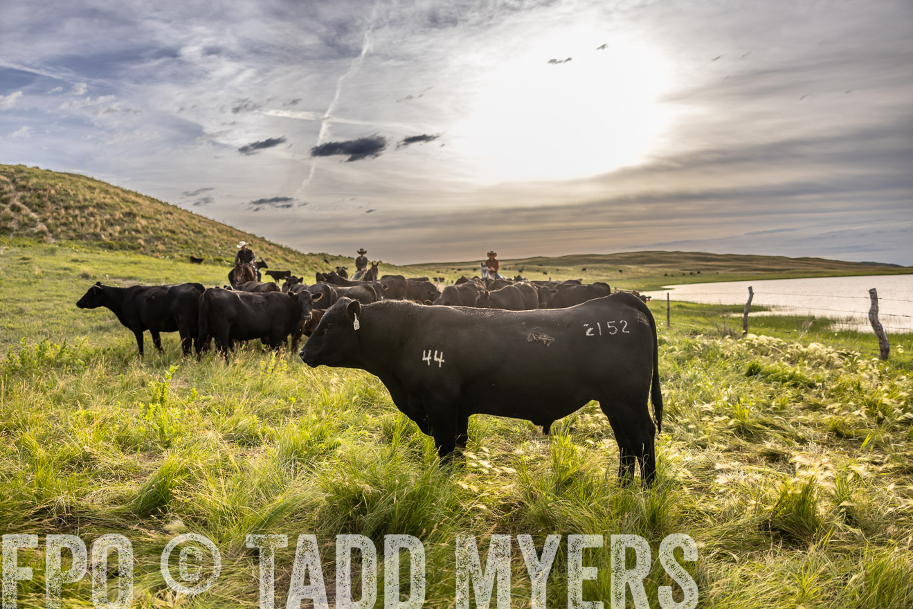 TMyers_PP_VintonRanch_Nebraska_June2024-518576