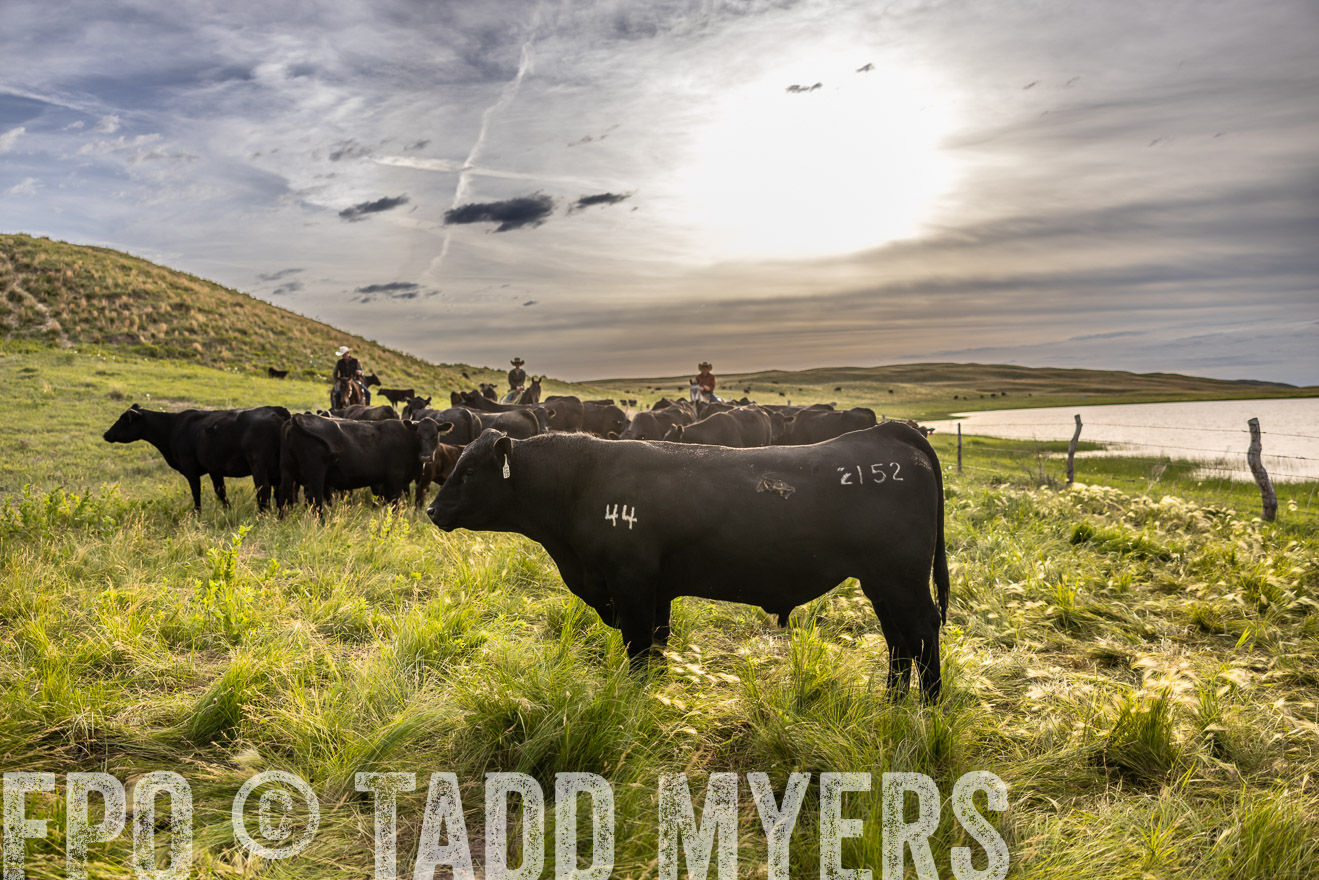 TMyers_PP_VintonRanch_Nebraska_June2024-518578