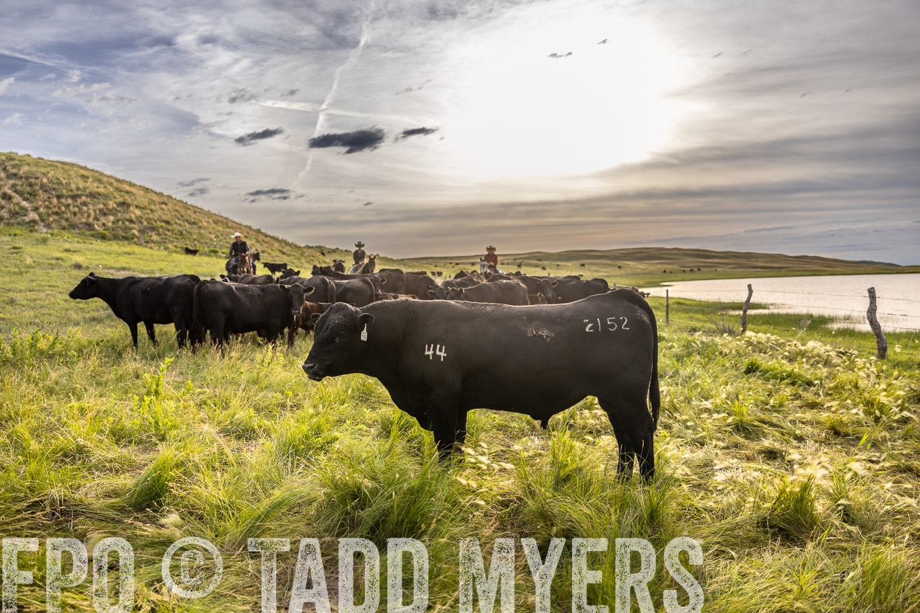 TMyers_PP_VintonRanch_Nebraska_June2024-518581