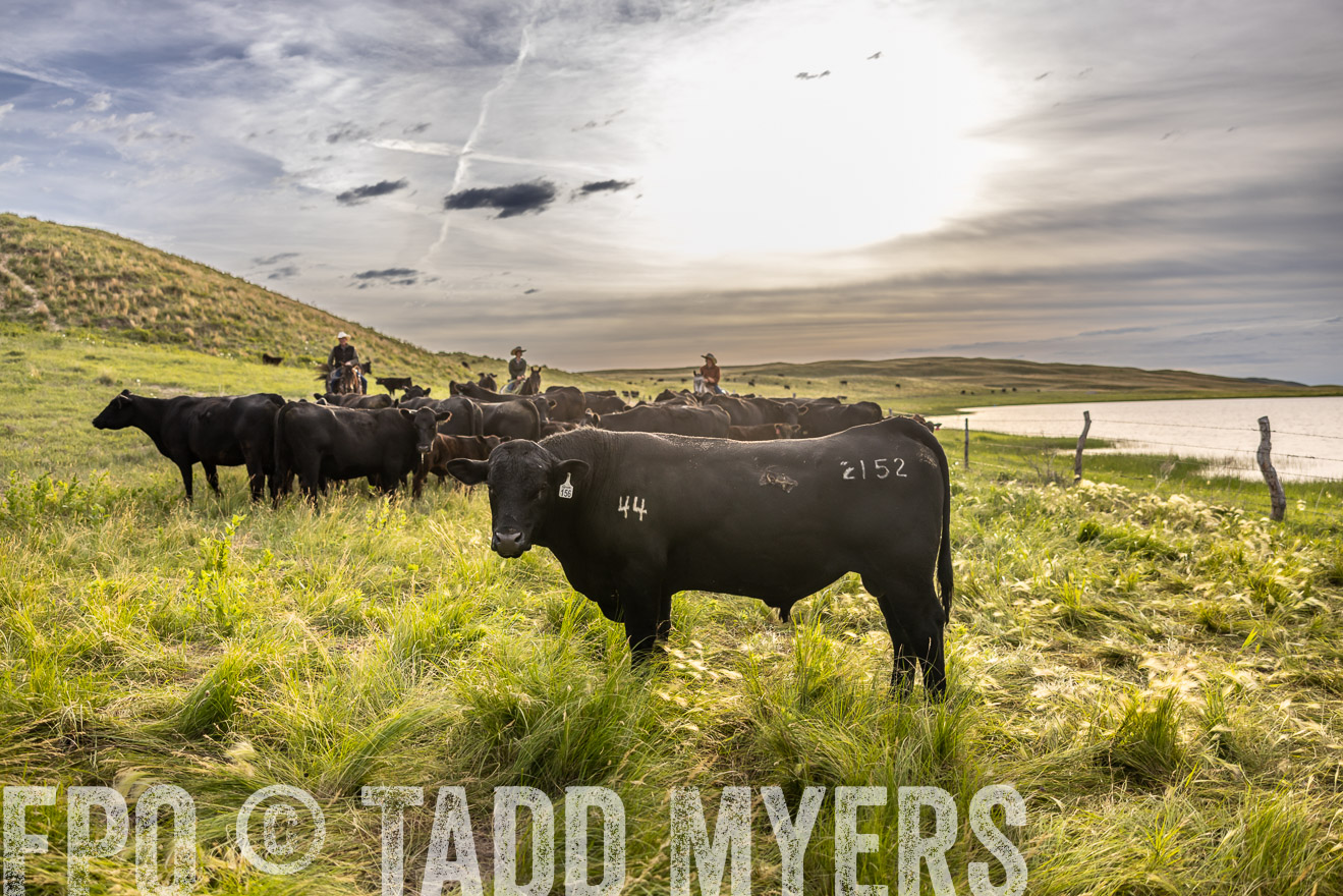 TMyers_PP_VintonRanch_Nebraska_June2024-518584