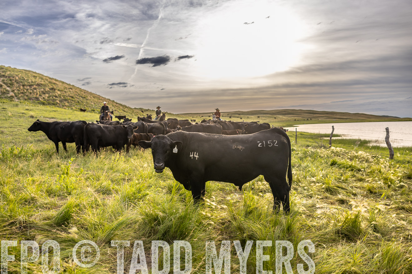 TMyers_PP_VintonRanch_Nebraska_June2024-518585