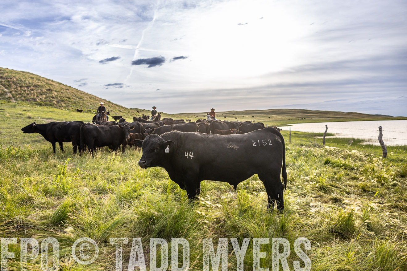 TMyers_PP_VintonRanch_Nebraska_June2024-518591